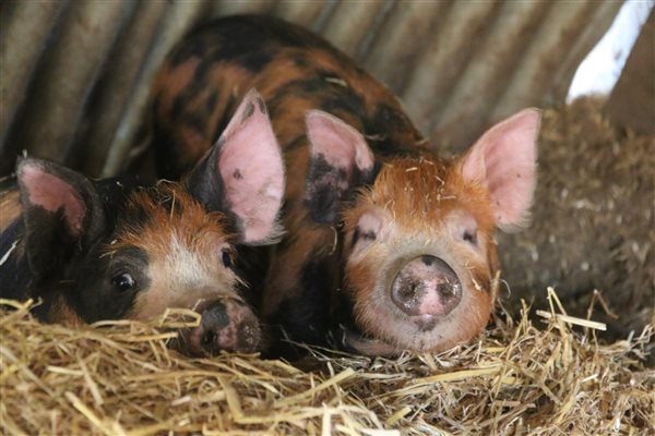 Gloucester Old Spot piglets